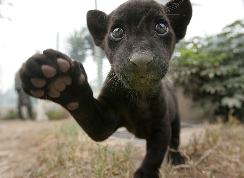 Black baby jaguar in Peru