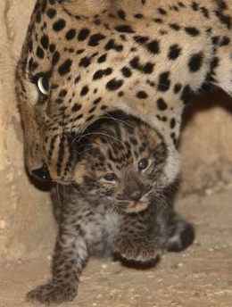 Leopard cub
