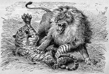 A lion fighting a tiger