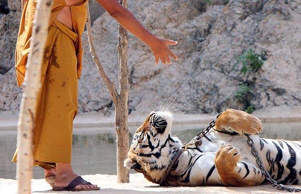 The tigers and the monk