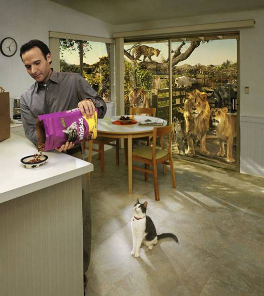 Lions would want to be house cats