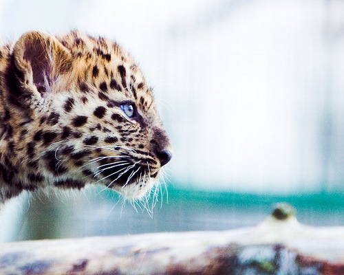 Amur leopard cubs