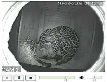 Birth of a baby jaguar
