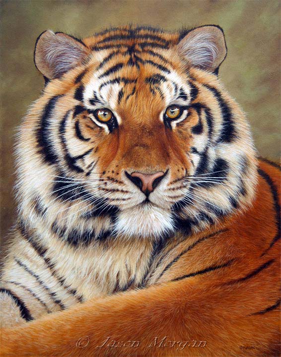 Jason Morgan, painter of tigers