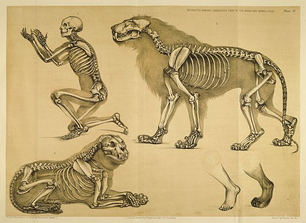 Comparative anatomy