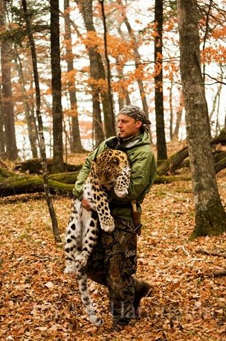 Catching Amur leopards