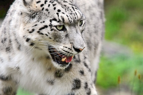 Tambako’s snow leopards