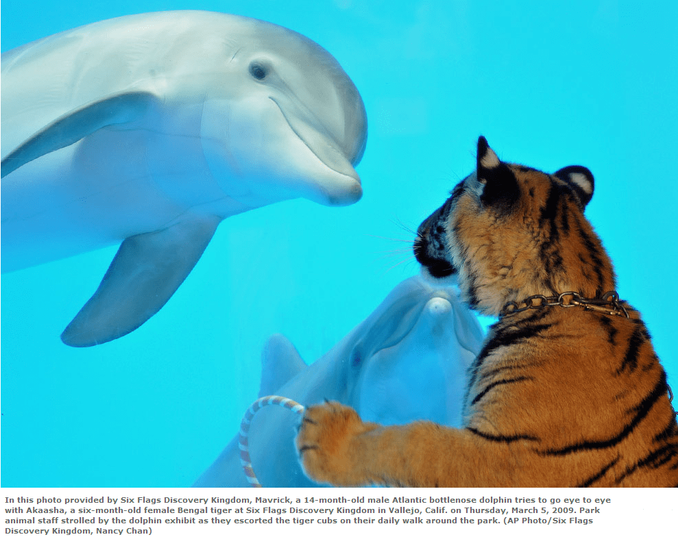 Tiger and Dolphins