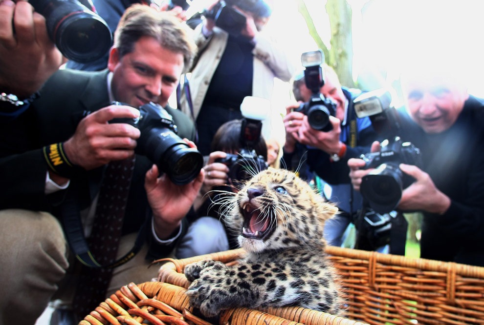 Wildlife photo in a basket