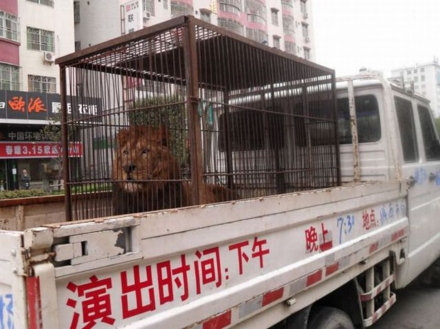 Caged lion