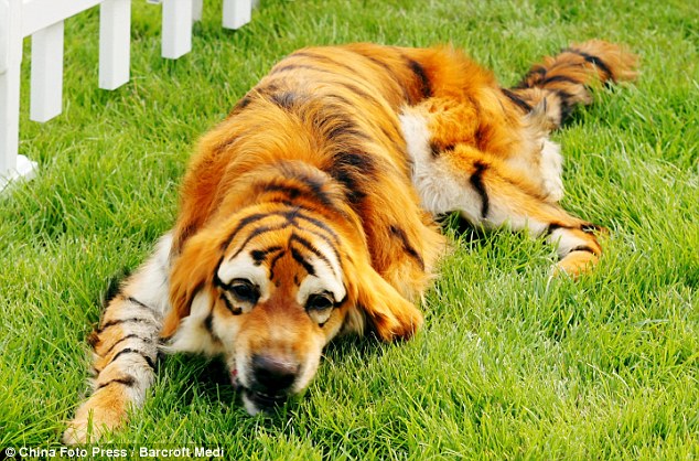 fake_tiger_dog_1.jpg