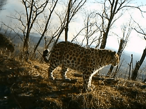 Amur leopards shot in a trap