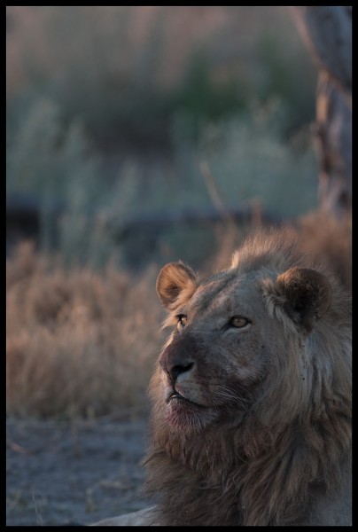 Some lions from Botswana