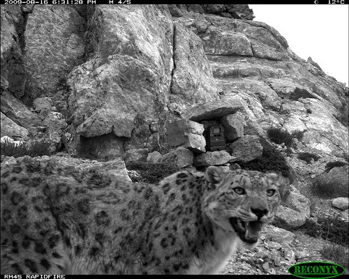 Snow leopard photos from India