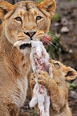 Soon: The last lion in Kenya