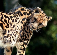 King cheetah: Where to see one?