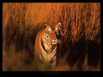 Panthera tigris, by François Savigny
