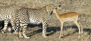 Cheetahs play, then free the antelope