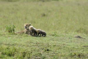 Cheetah and cubs