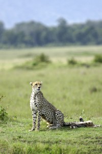 Cheetah and cubs