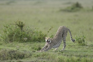 Cheetah