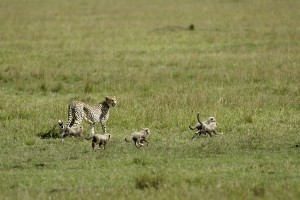 Cheetah and cubs, in the savanah