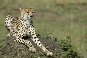 Male cheetah