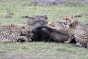 The cheetahs’ dinner