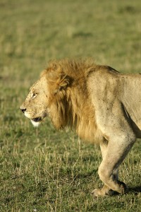 Profiles of a male lion