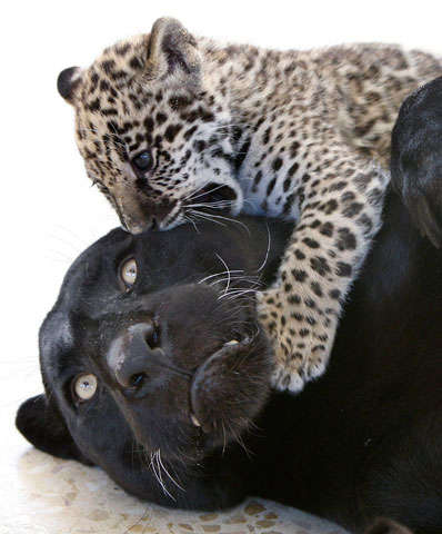 Jaguars of all colors