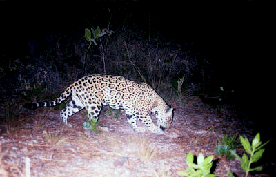 Jaguar back in Mexico