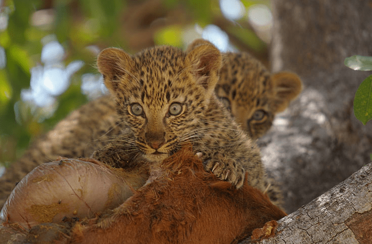 Leopards by Florence Diguer