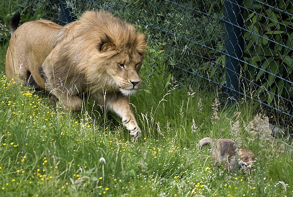 Do not mess with the big cat!