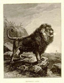 Photos of Barbary Lions