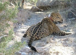 Fail: Capturing last US jaguar leads to its death