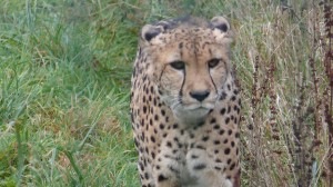 Hope for young cheetahs in Nesles