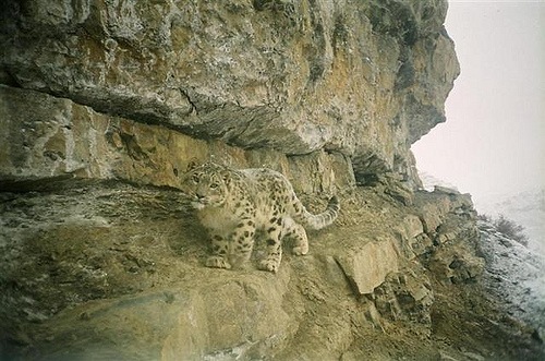Snow leopards on Flickr