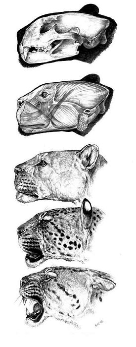 When pumas, jaguars and cheetahs lived in Europe