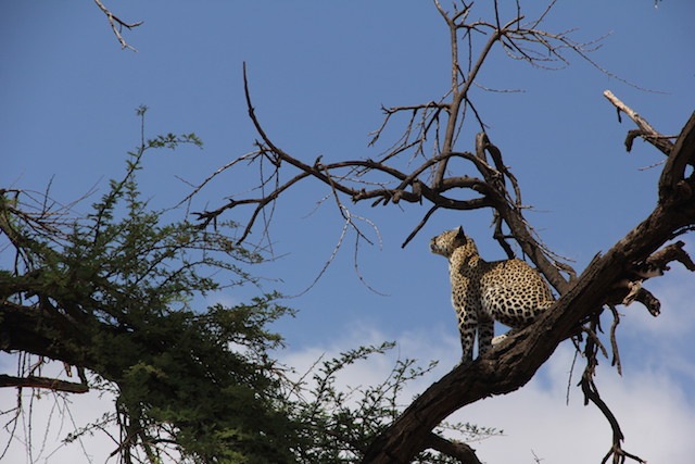 Eagle vs. leopard (in a tree)