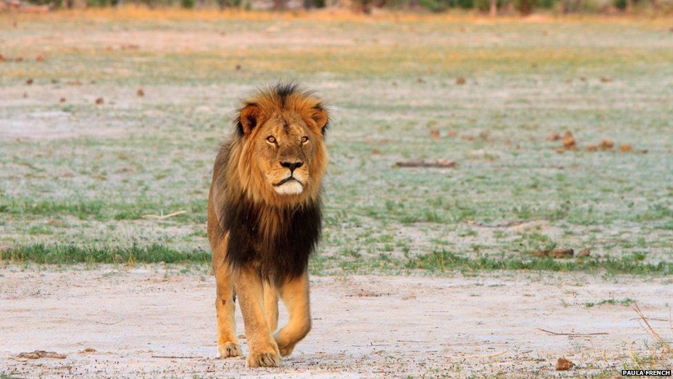An American dentist killed Cecil the lion