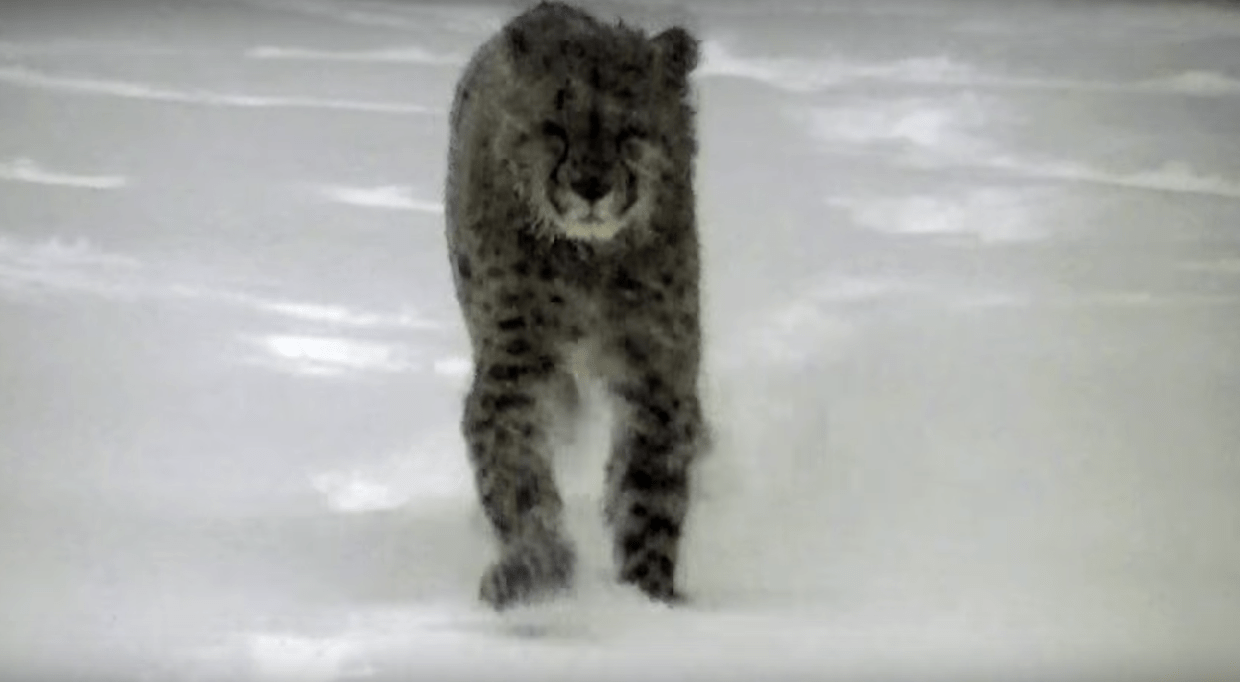 Cheetah in the snow