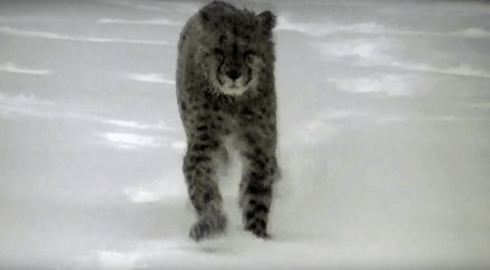 A cheetah plays in the snow!