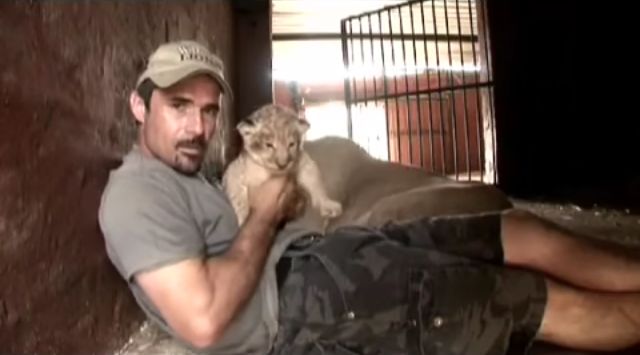 Playing with lion cubs…