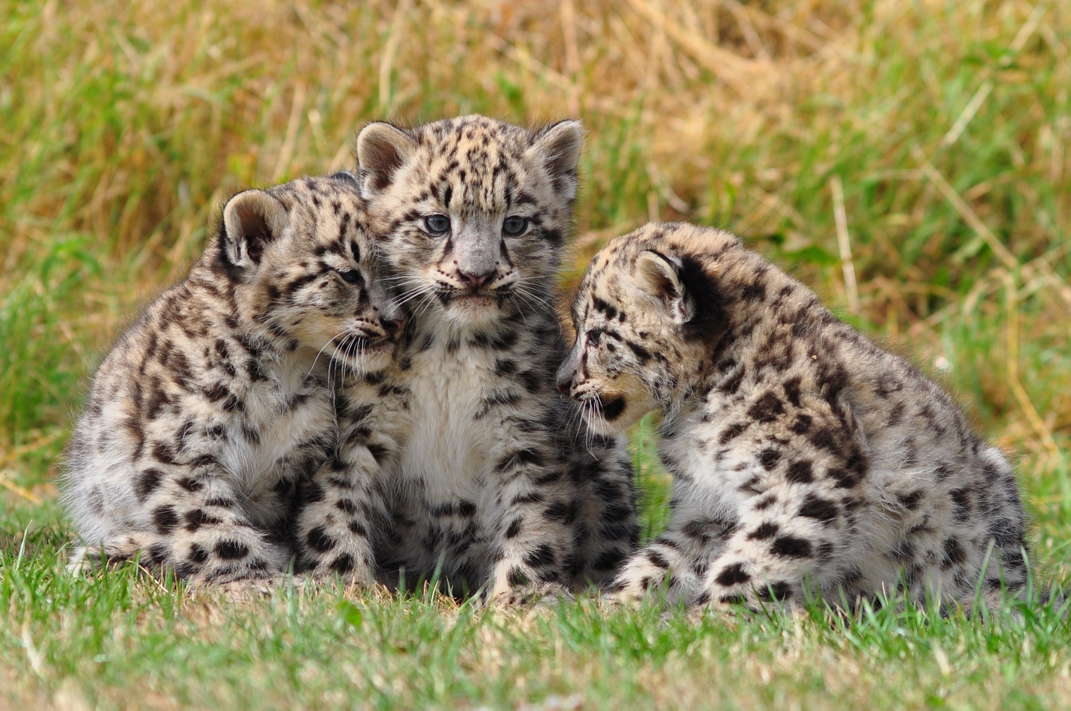 Three snow leopard cubs