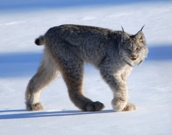 Canadian lynx