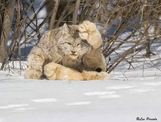 The big paws of the Canadian lynx