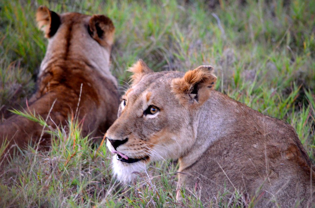 Female lions