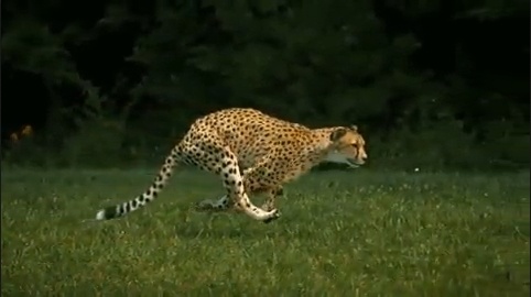 The cheetah’s run