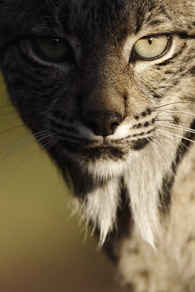 Iberian Lynx, a portfolio