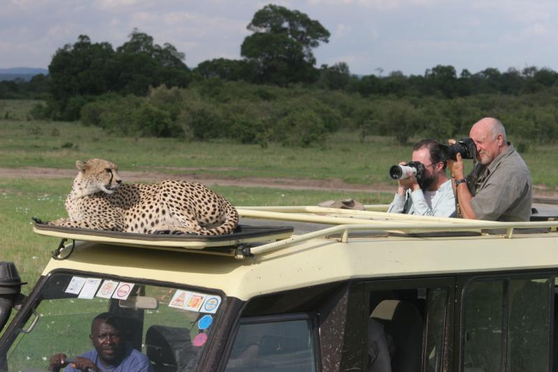 Guépard sur le toit